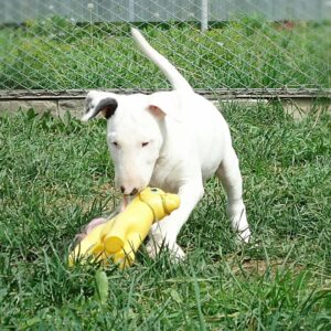 Pam – Bull Terrier (Standard) femmina