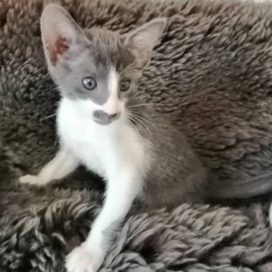 Elisa – Peterbald femmina