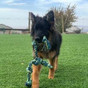 Max – Pastore Tedesco maschio