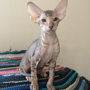 elvis – peterbald maschio