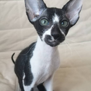holly – peterbald femmina
