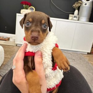 Viva – Dobermann femmina