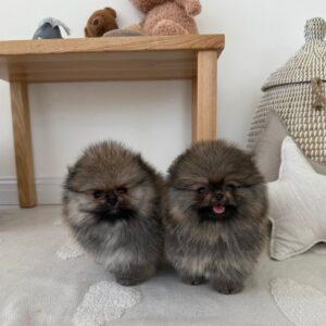 Umar – Pomerania maschio