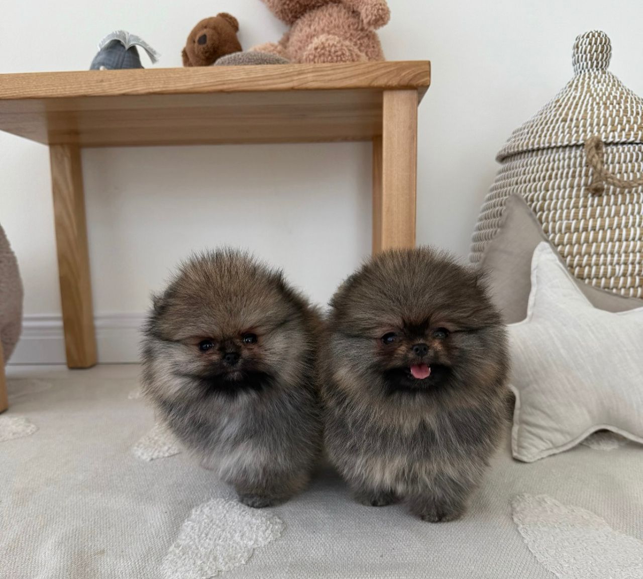 Umar – Pomerania maschio
