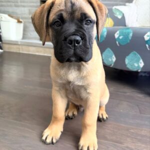 Little Bear – Bullmastiff femmina