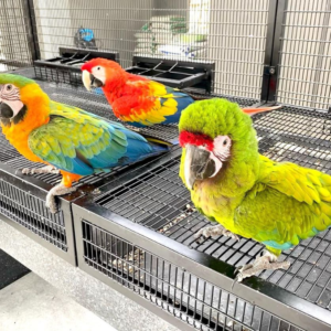 vito – ara catalina maschio, 6 mesi
