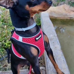 zara – miniature pinscher maschio