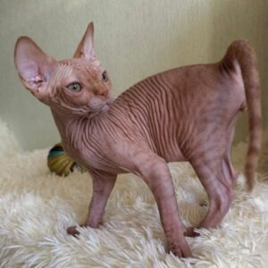 tito – sphynx maschio