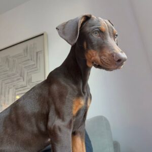 Speed – Dobermann maschio