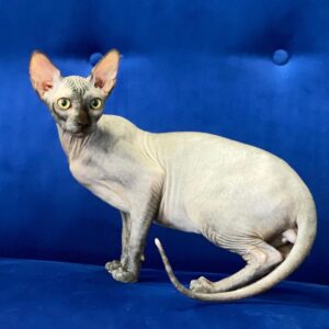 Oracle – Sphynx maschio