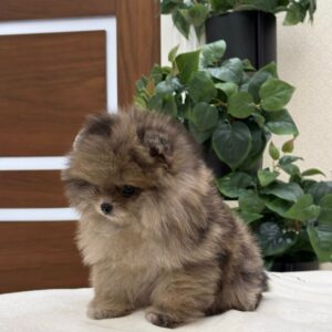 glory – pomerania femmina