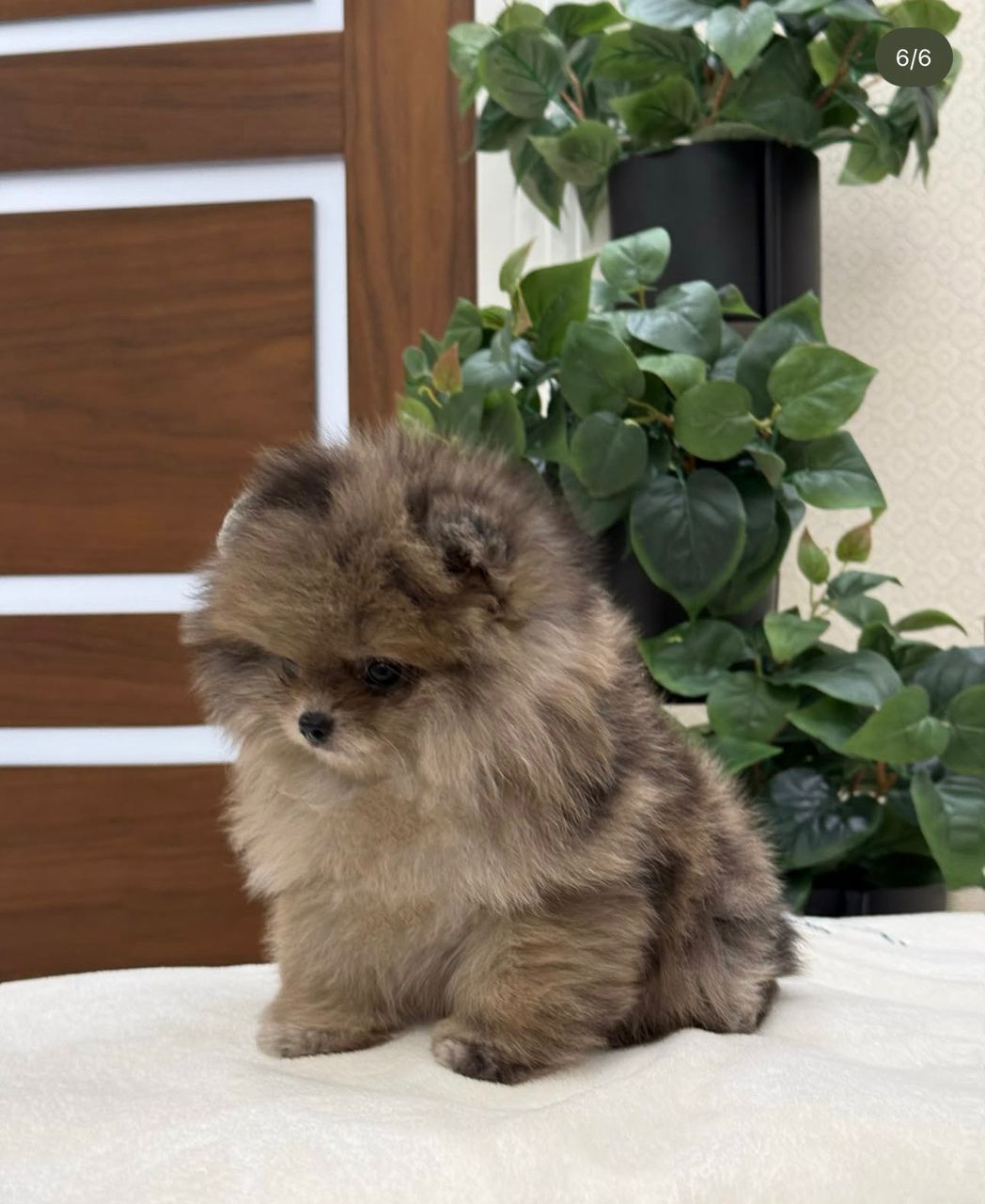 glory – pomerania femmina glory – pomerania femmina