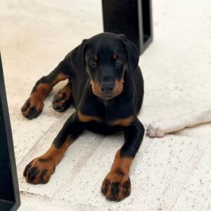 colin – dobermann maschio