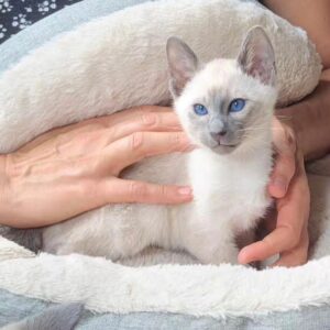 Mas – Siamese maschio