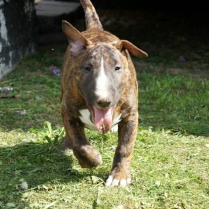 Kayla – Bull Terrier (Miniatura) femmina
