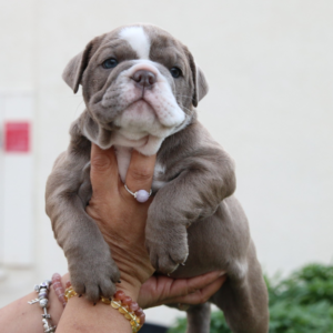Penelope – Bulldog Inglese femmina