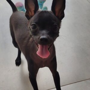 malon – miniature pinscher maschio