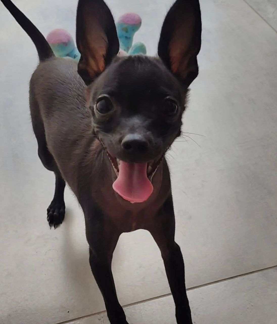 malon – miniature pinscher maschio malon – miniature pinscher maschio