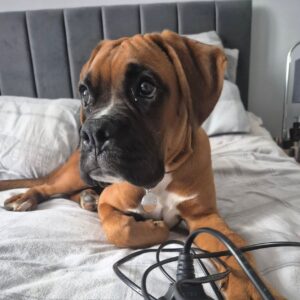Django – Boxer maschio