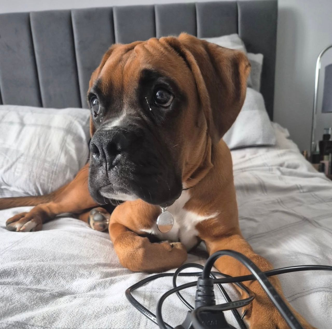 Django – Boxer maschio