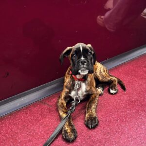 Scott – Boxer maschio