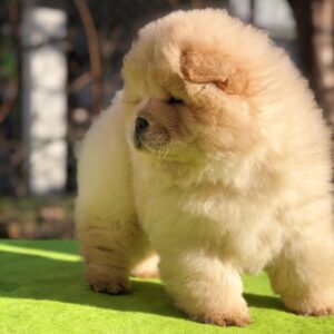 Molly – Chow Chow femmina