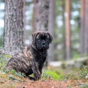 Shine – Bullmastiff femmina