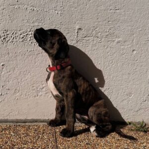 Scott – Boxer maschio