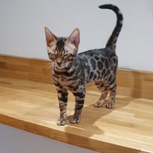 jidor – bengal maschio