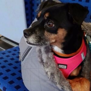 kiddi – miniature pinscher maschio