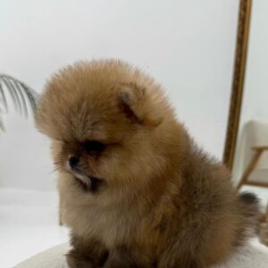 jackie – pomerania femmina