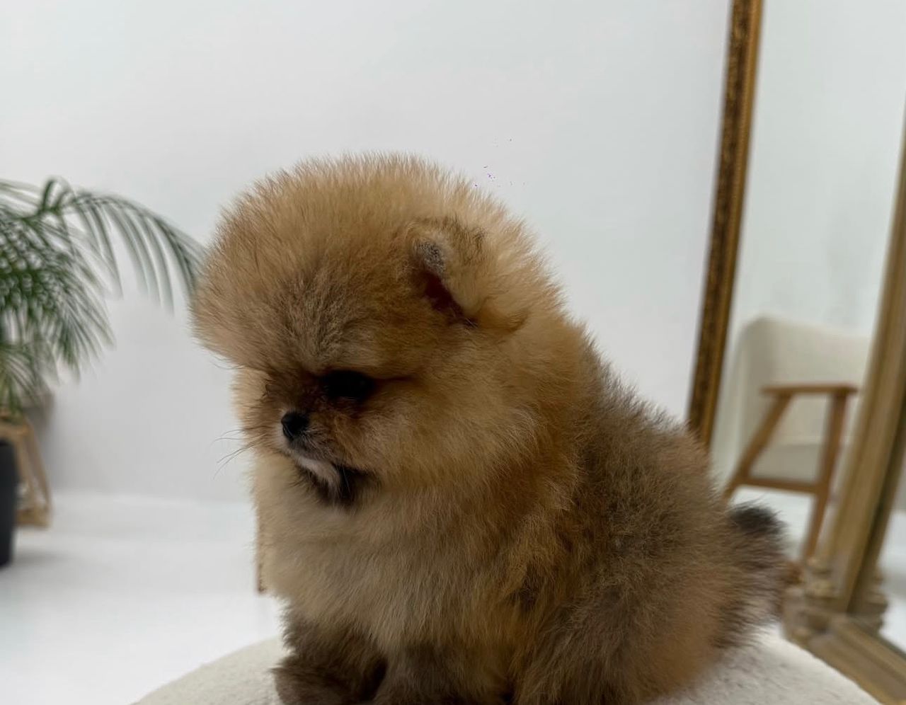 jackie – pomerania femmina jackie – pomerania femmina