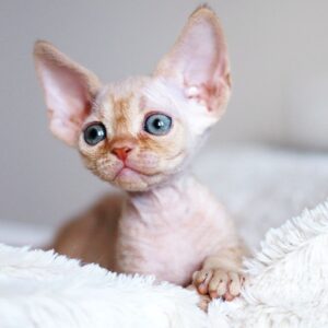 aruna – devon rex maschio