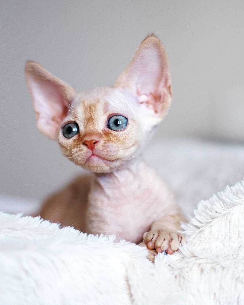 aruna – devon rex maschio aruna – devon rex maschio