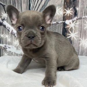 kitt – bulldog francese maschio