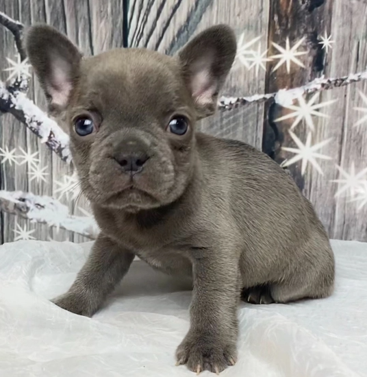 kitt – bulldog francese maschio kitt – bulldog francese maschio