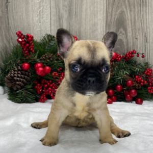 Ronald – Bulldog Francese maschio