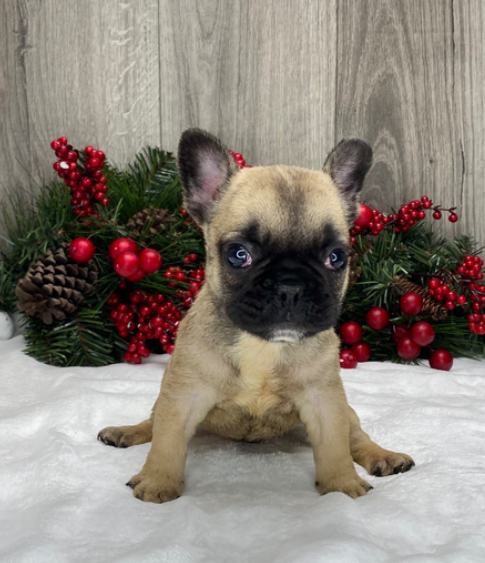 Ronald – Bulldog Francese maschio