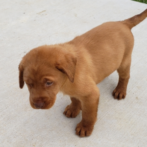 Peter – Labrador Retriever maschio