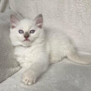 preston – ragdoll maschio