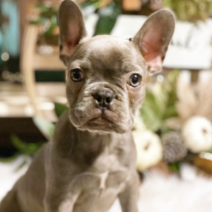 mia – bulldog francese femmina