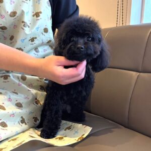 Kelly – Maltipoo femmina