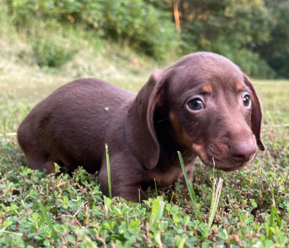 terry – bassotto maschio terry – bassotto maschio