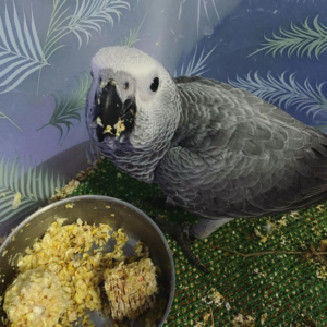 bella – pappagallo cenerino africano femmina, 6 mesi