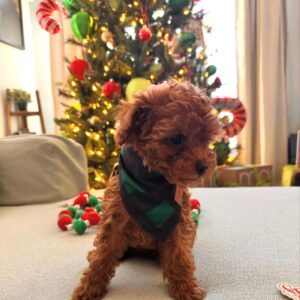 gree – maltipoo maschio