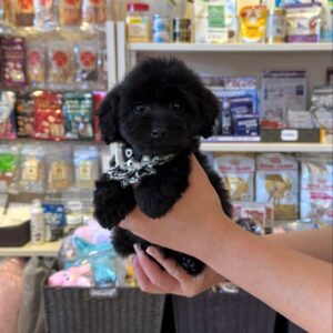 Félix – Maltipoo maschio