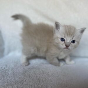 Quintesa – Ragdoll femmina
