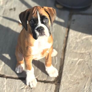 sam – boxer maschio