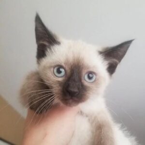 Green – Siamese femmina