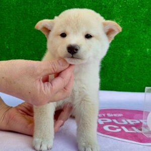 Shishi – Shiba Inu femmina